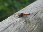 28159 Red Dragonfly on tree Common Darter (Sympetrum striolatum).jpg